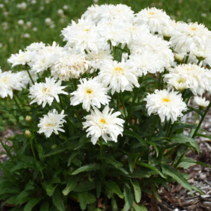Amazing Daisies? ‘Marshmallow’ Shasta Daisy