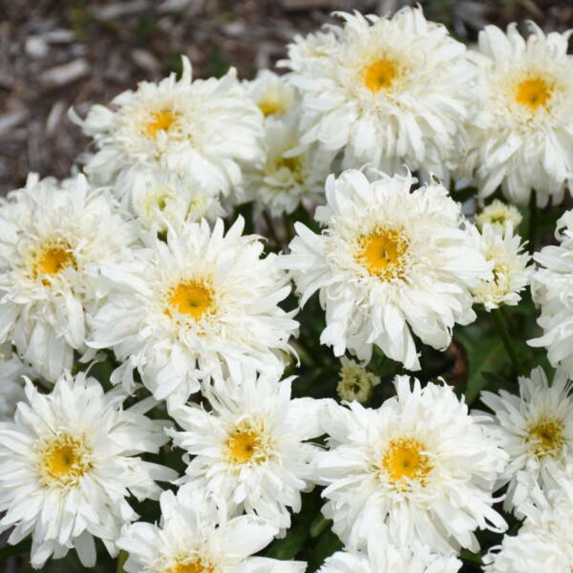 Amazing Daisies? 'Marshmallow' Shasta Daisy