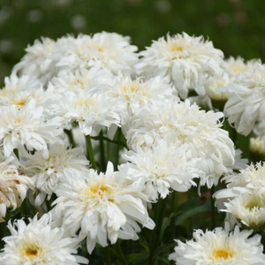 Amazing Daisies? ‘Marshmallow’ Shasta Daisy