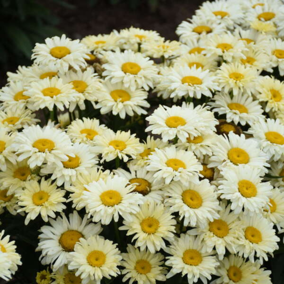 Amazing Daisies? 'Banana Cream II' Shasta Daisy