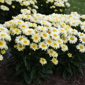 Amazing Daisies? ‘Banana Cream II’ Shasta Daisy