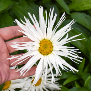 Amazing Daisies? ‘Spun Silk’ Shasta Daisy