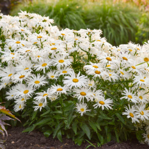 Amazing Daisies? ‘Spun Silk’ Shasta Daisy