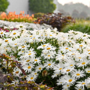 Amazing Daisies? ‘Spun Silk’ Shasta Daisy