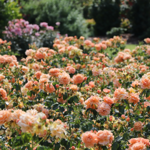 At Last? Rose