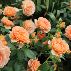 At Last? Rose