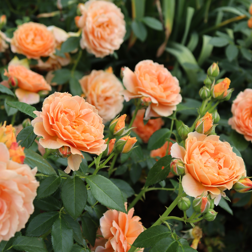 At Last? Rose