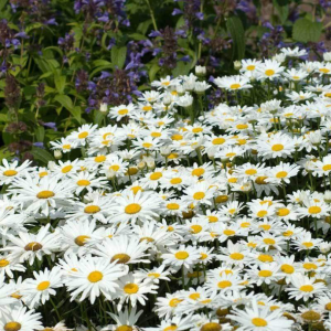 ‘Becky’ Shasta Daisy