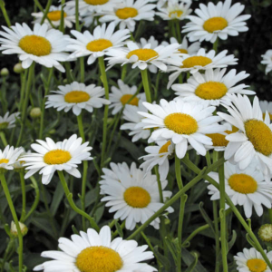 ‘Becky’ Shasta Daisy