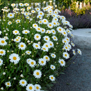 ‘Becky’ Shasta Daisy