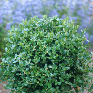 Neatball? Boxwood