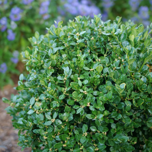 Neatball? Boxwood