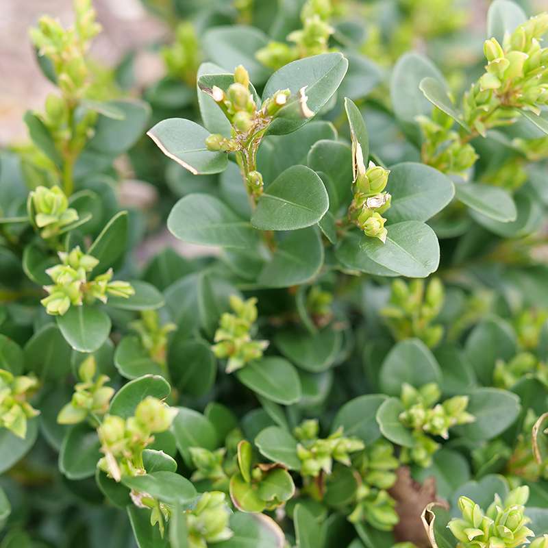 Neatball? Boxwood
