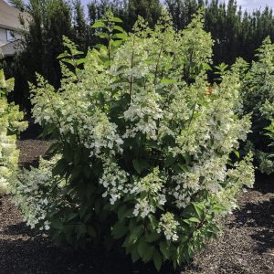 Candelabra? Panicle Hydrangea