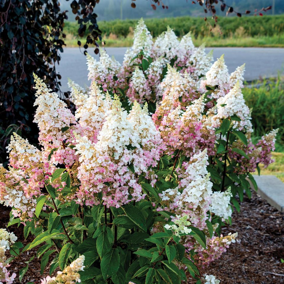 Candelabra? Panicle Hydrangea