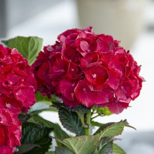 Cherry-Go-Round? Bigleaf Hydrangea