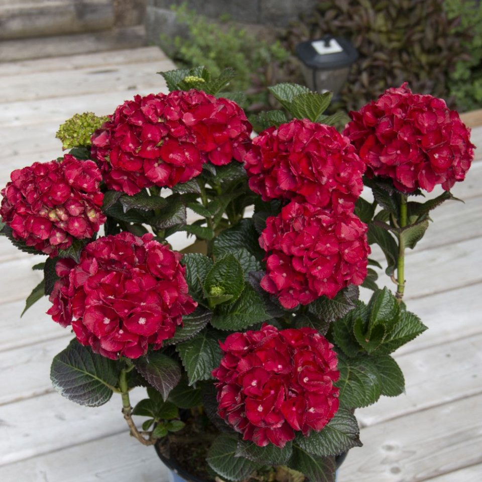 Cherry-Go-Round? Bigleaf Hydrangea