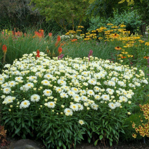 ‘Coconut’ Double Shasta Daisy