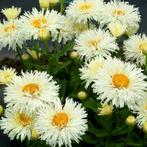 ‘Coconut’ Double Shasta Daisy