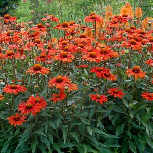 Kismet? Intense Orange Coneflower
