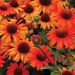 Kismet? Intense Orange Coneflower