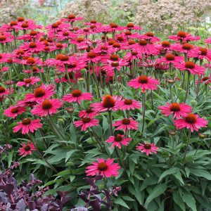 Kismet? Raspberry Coneflower