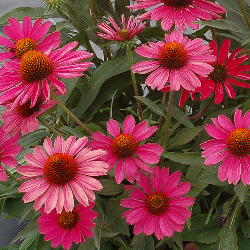 Kismet? Raspberry Coneflower