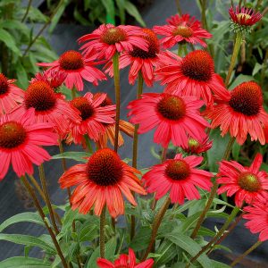Kismet? Red Coneflower