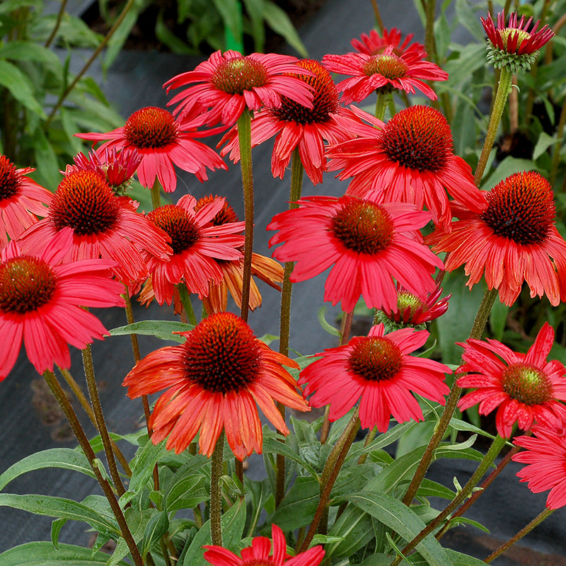 Kismet? Red Coneflower