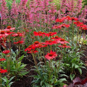 Kismet? Red Coneflower
