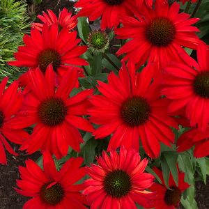 Kismet? Red Coneflower