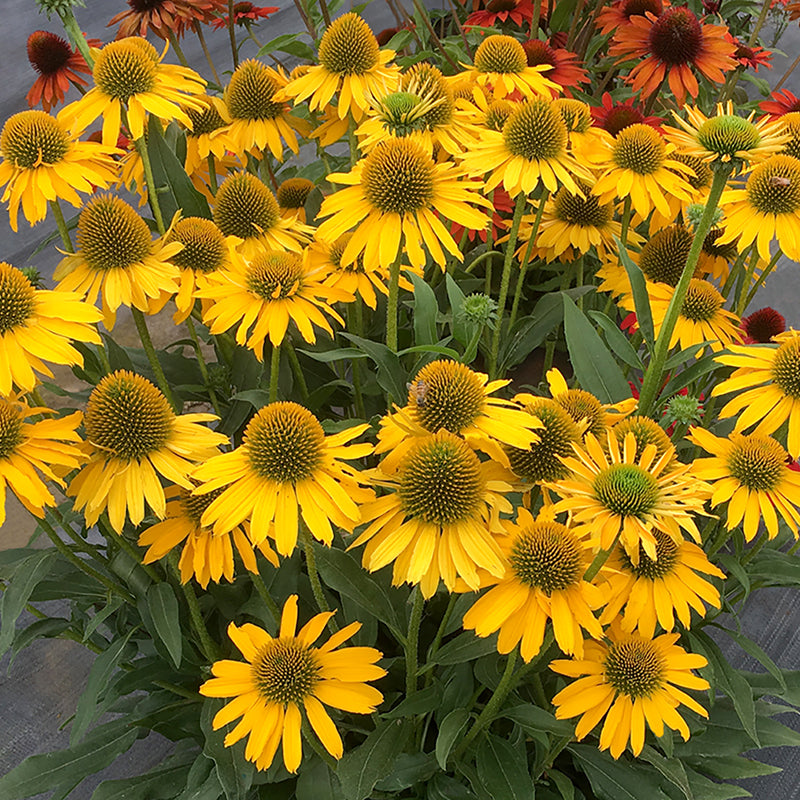 Kismet? Yellow Coneflower