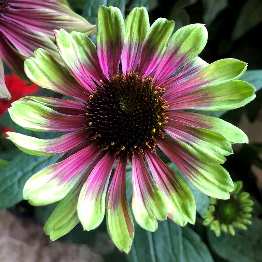 'Sweet Sandia' Coneflower