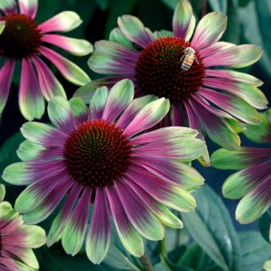 ‘Sweet Sandia’ Coneflower