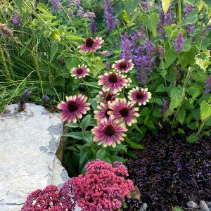 ‘Sweet Sandia’ Coneflower