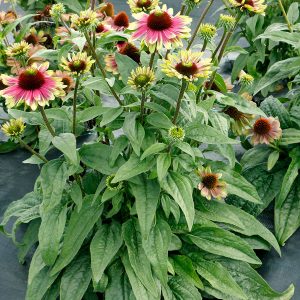 ‘Sweet Sandia’ Coneflower