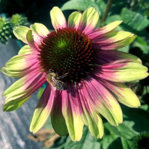 ‘Sweet Sandia’ Coneflower