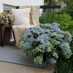 Fairytrail Fresco? Cascade Hydrangea
