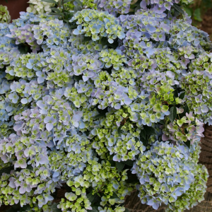 Fairytrail Fresco? Cascade Hydrangea