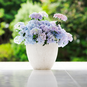 Fairytrail Fresco? Cascade Hydrangea