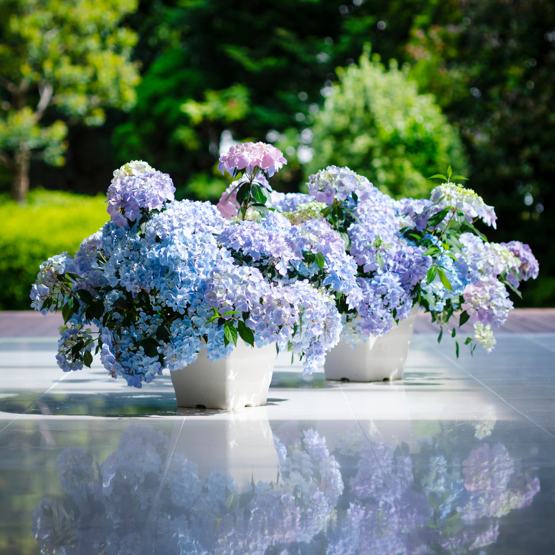Fairytrail Fresco? Cascade Hydrangea