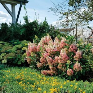 ‘Flare’? Panicle Hydrangea