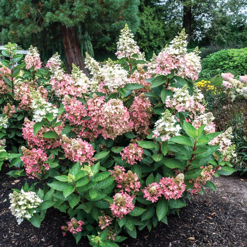 'Flare'? Panicle Hydrangea