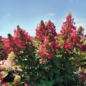 ‘Flare’? Panicle Hydrangea
