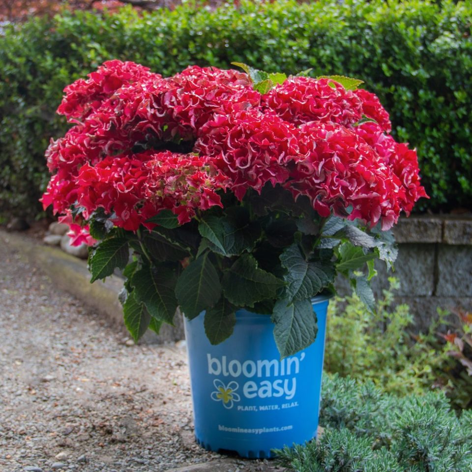 Frill Ride? Bigleaf Hydrangea