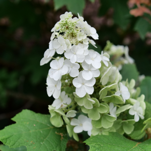 Gatsby Glow Ball? Oakleaf Hydrangea