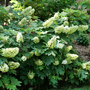Gatsby Glow Ball? Oakleaf Hydrangea