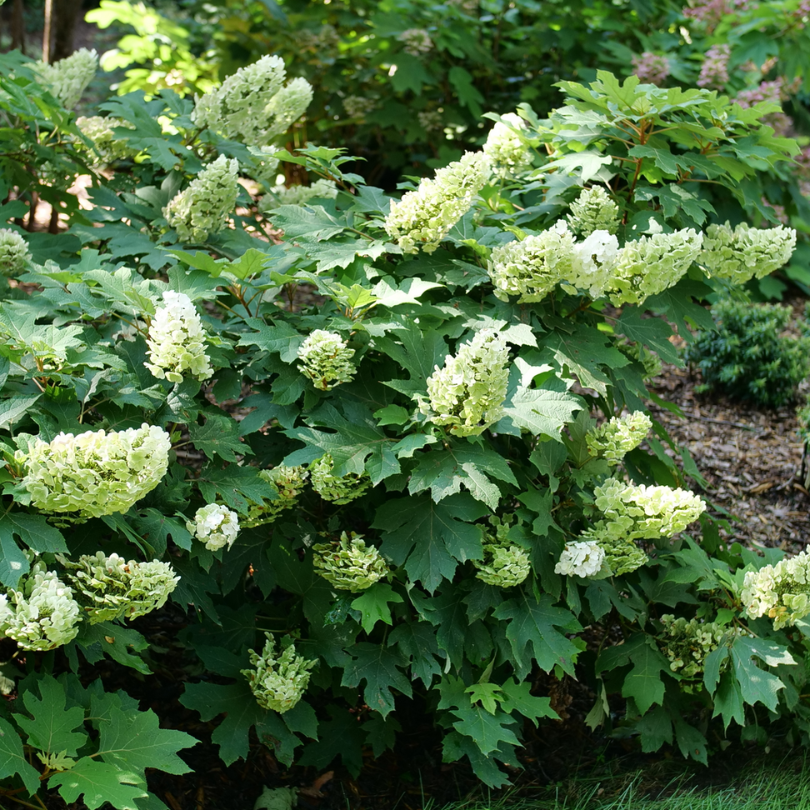 Gatsby Glow Ball? Oakleaf Hydrangea