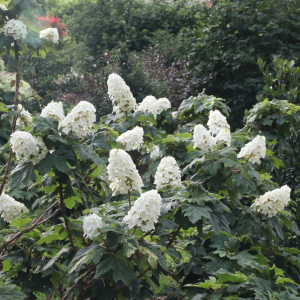 Gatsby Glow Ball? Oakleaf Hydrangea