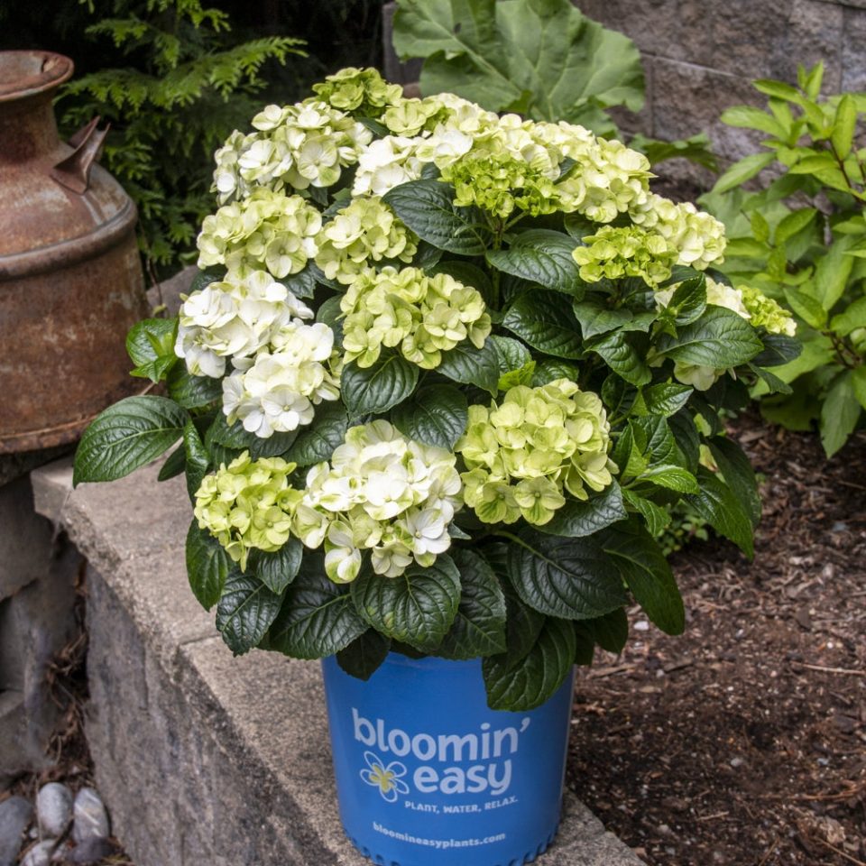 'Grin and Tonic'? Bigleaf Hydrangea